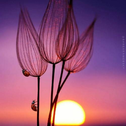 محمد بیگی مینویسم نامه ای بهر یار دلربا